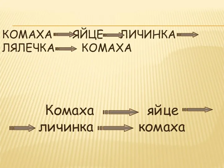 КОМАХА ЯЙЦЕ ЛИЧИНКА ЛЯЛЕЧКА КОМАХА Комаха яйце личинка комаха