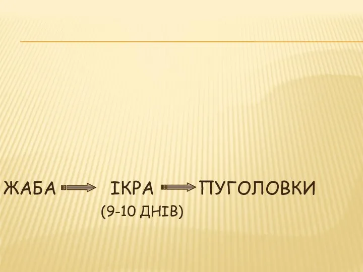 ЖАБА ІКРА ПУГОЛОВКИ (9-10 ДНІВ)