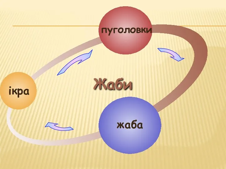 ікра пуголовки жаба Жаби