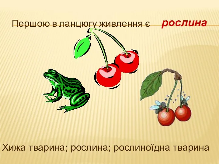 Першою в ланцюгу живлення є Хижа тварина; рослина; рослиноїдна тварина рослина