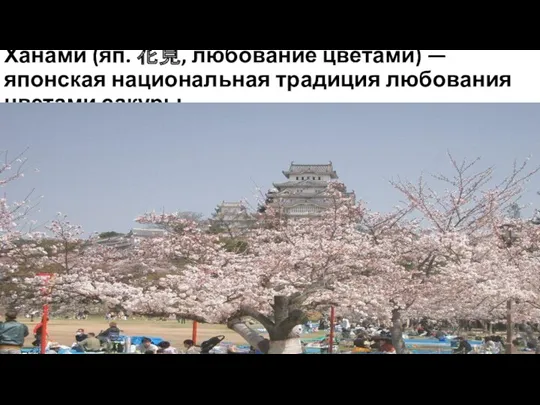 Ханами (яп. 花見, любование цветами) — японская национальная традиция любования цветами сакуры