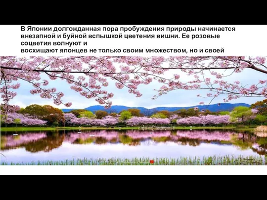 В Японии долгожданная пора пробуждения природы начинается внезапной и буйной вспышкой цветения вишни.