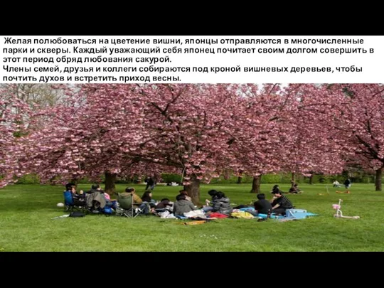 Желая полюбоваться на цветение вишни, японцы отправляются в многочисленные парки и скверы. Каждый