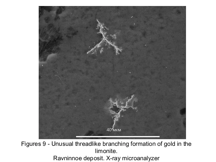 Figures 9 - Unusual threadlike branching formation of gold in the limonite. Ravninnoe deposit. X-ray microanalyzer
