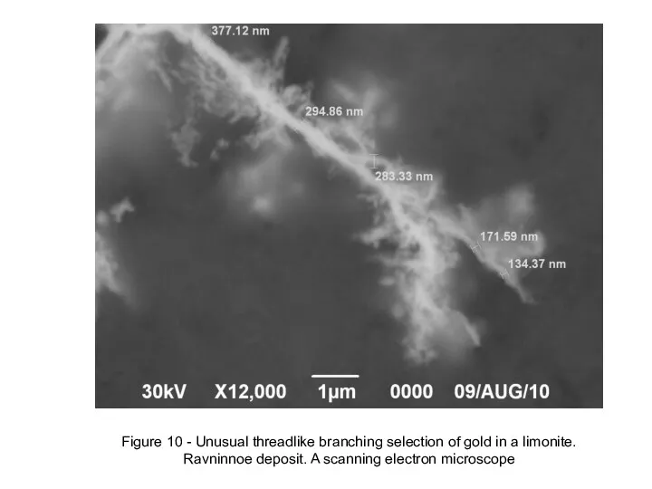 Figure 10 - Unusual threadlike branching selection of gold in a limonite. Ravninnoe