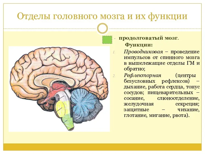 Отделы головного мозга и их функции продолговатый мозг. Функции: Проводниковая