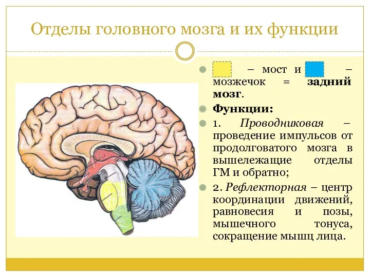 Отделы головного мозга и их функции – – мост и
