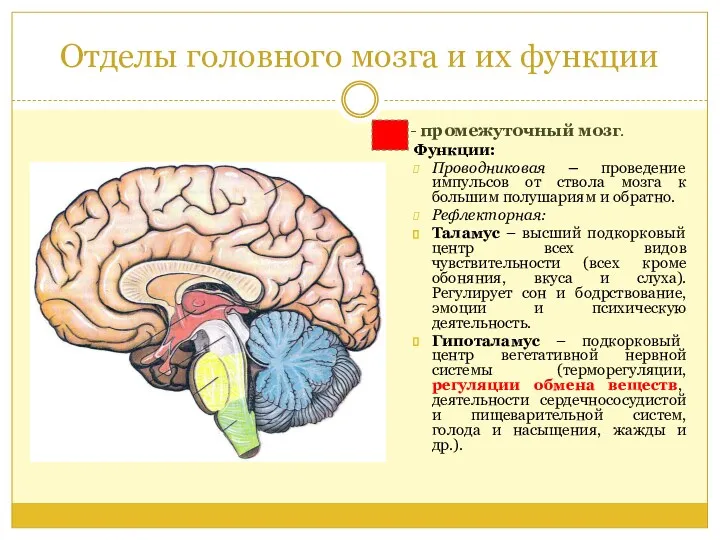 Отделы головного мозга и их функции - промежуточный мозг. Функции: