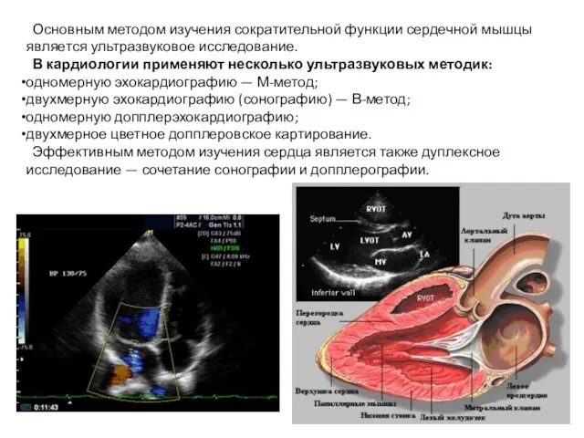 Основным методом изучения сократительной функции сердечной мышцы является ультразвуковое исследование. В кардиологии применяют