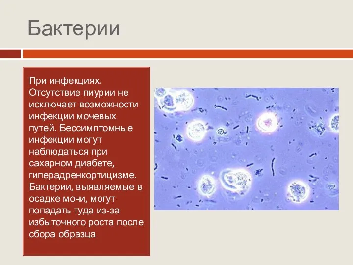 Бактерии При инфекциях. Отсутствие пиурии не исключает возможности инфекции мочевых