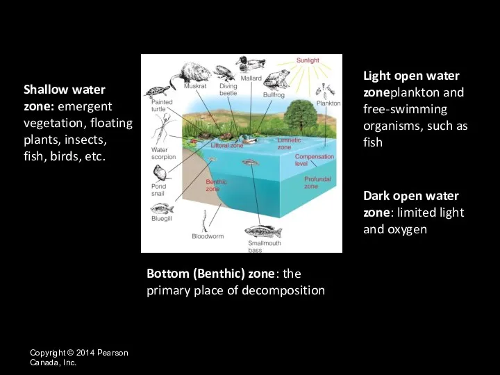 Bottom (Benthic) zone: the primary place of decomposition Copyright ©