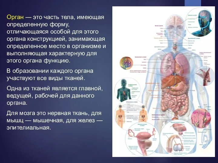 Орган — это часть тела, имеющая определенную форму, отличающаяся особой
