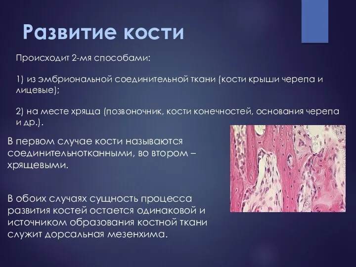 Развитие кости В первом случае кости называются соединительнотканными, во втором