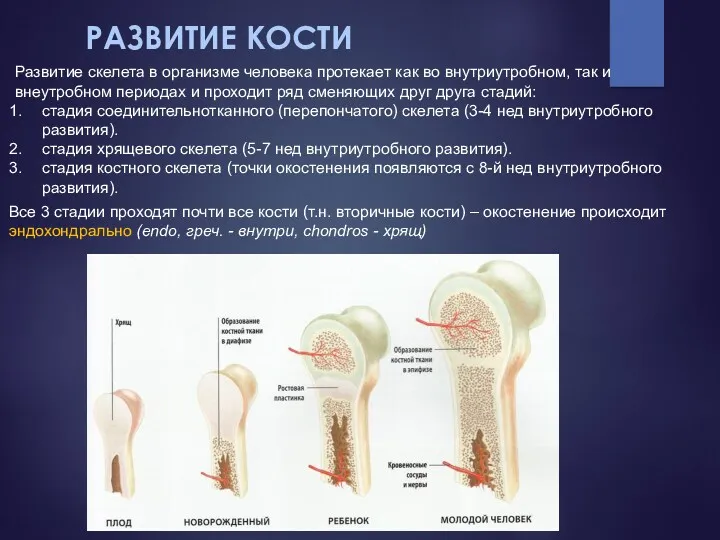 РАЗВИТИЕ КОСТИ Все 3 стадии проходят почти все кости (т.н.