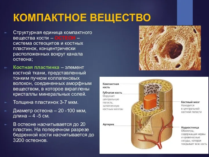 КОМПАКТНОЕ ВЕЩЕСТВО Структурная единица компактного вещества кости – OСTEOН –