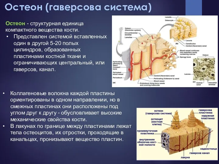 Остеон (гаверсова система) Коллагеновые волокна каждой пластины ориентированы в одном