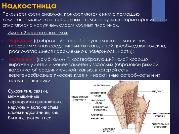 Надкостница Покрывает кости снаружи, прикрепляется к ним с помощью коллагеновых