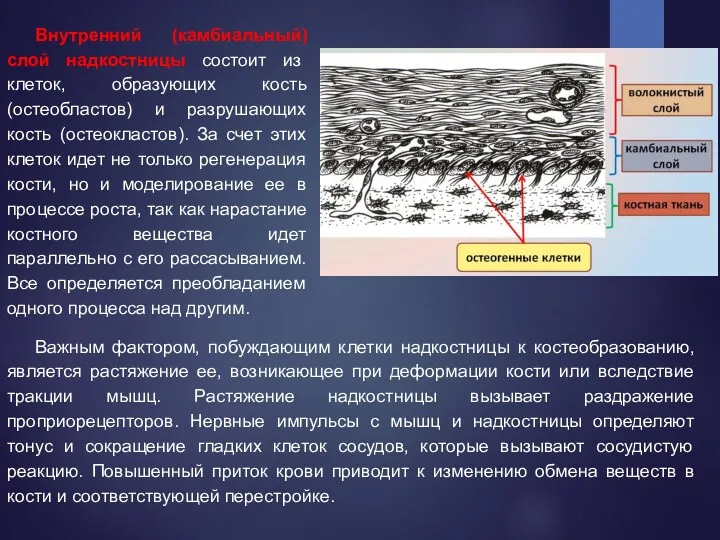 Важным фактором, побуждающим клетки надкостницы к костеобразованию, является растяжение ее,