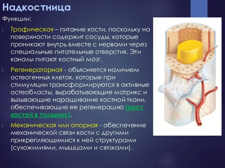 Надкостница Функции: Трофическая – питание кости, поскольку на поверхности содержит