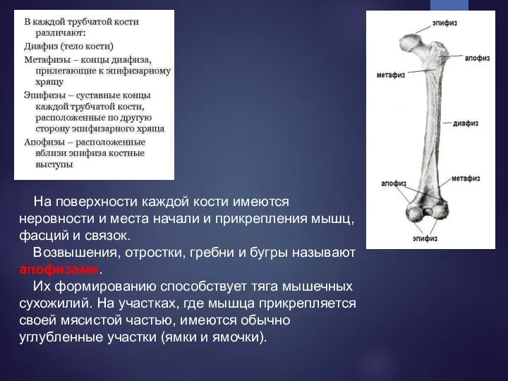 На поверхности каждой кости имеются неровности и места начали и