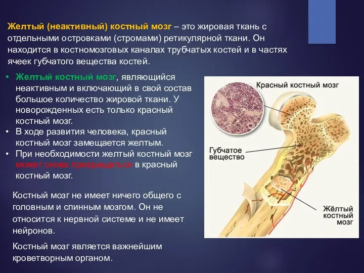 Желтый (неактивный) костный мозг – это жировая ткань с отдельными