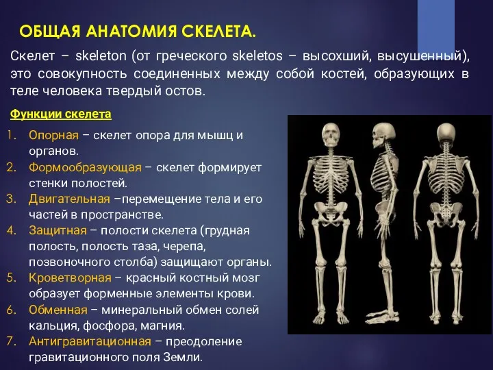 Скелет – skeleton (от греческого skeletos – высохший, высушенный), это