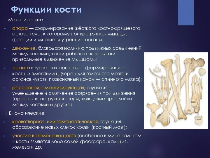Функции кости I. Механические: опора — формирование жёсткого костно-хрящевого остова