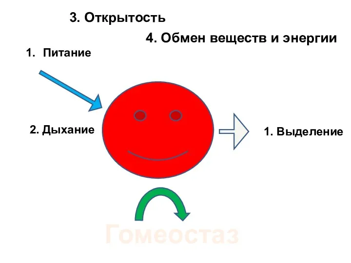 3. Открытость Питание 2. Дыхание 1. Выделение Гомеостаз 4. Обмен веществ и энергии