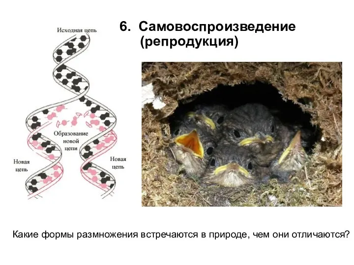 6. Самовоспроизведение (репродукция) Какие формы размножения встречаются в природе, чем они отличаются?