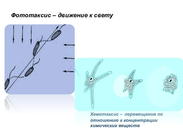 Фототаксис – движение к свету Хемотаксис – перемещение по отношению к концентрации химических веществ