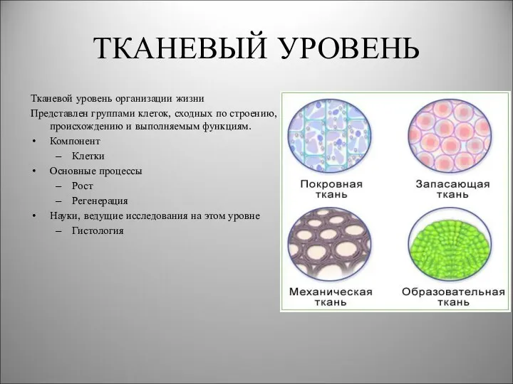 ТКАНЕВЫЙ УРОВЕНЬ Тканевой уровень организации жизни Представлен группами клеток, сходных