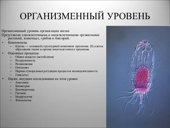 ОРГАНИЗМЕННЫЙ УРОВЕНЬ Организменный уровень организации жизни Представлен одноклеточными и многоклеточными