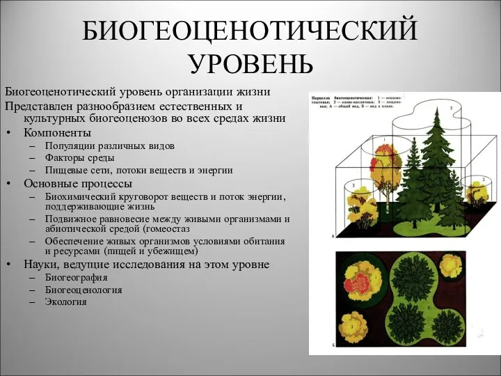 БИОГЕОЦЕНОТИЧЕСКИЙ УРОВЕНЬ Биогеоценотический уровень организации жизни Представлен разнообразием естественных и