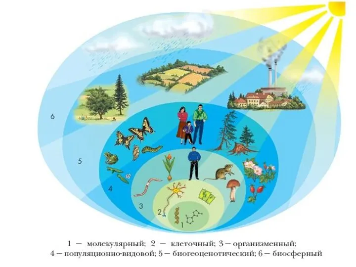 Уровни организации жизни: Молекулярный Клеточный Организменный Популяционно-видовой Биогеоценотический Биосферный