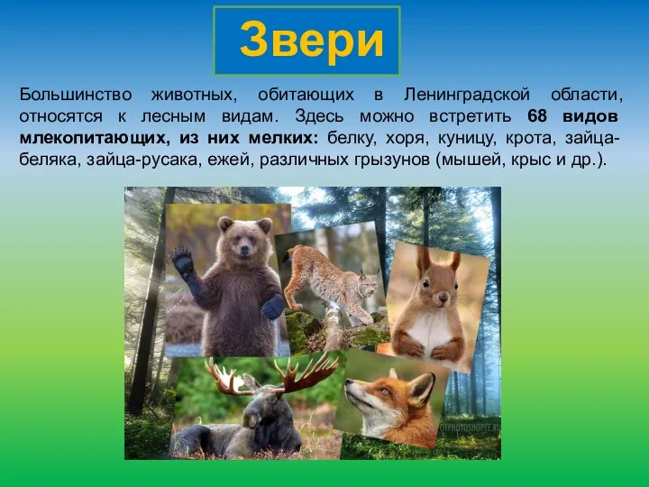 Большинство животных, обитающих в Ленинградской области, относятся к лесным видам. Здесь можно встретить