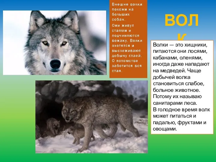 ВОЛК Волки — это хищники, питаются они лосями, кабанами, оленями, иногда даже нападают