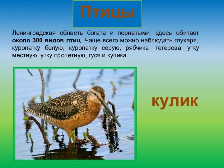 Ленинградская область богата и пернатыми, здесь обитает около 300 видов птиц. Чаще всего