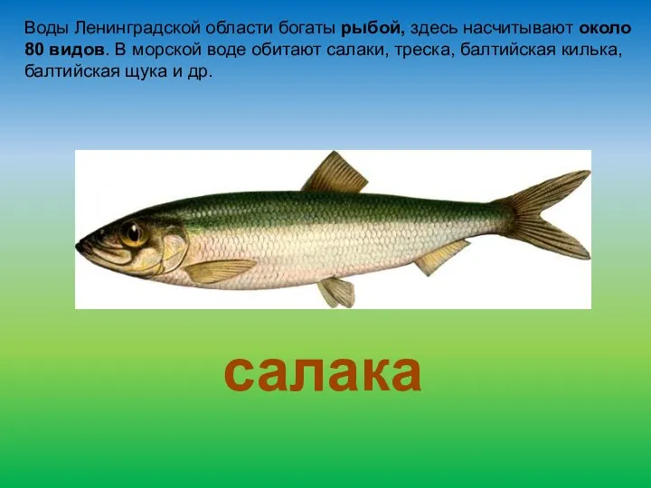 Воды Ленинградской области богаты рыбой, здесь насчитывают около 80 видов. В морской воде
