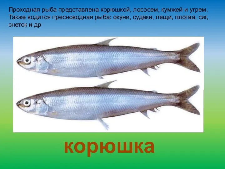Проходная рыба представлена корюшкой, лососем, кумжей и угрем. Также водится пресноводная рыба: окуни,