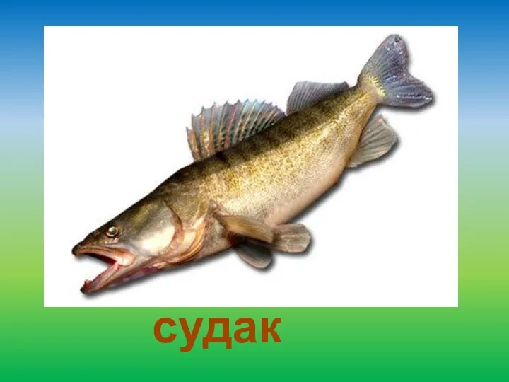 судак