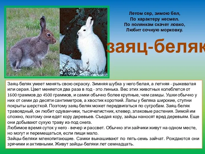 Летом сер, зимою бел, По характеру несмел. По полянкам скачет ловко, Любит сочную