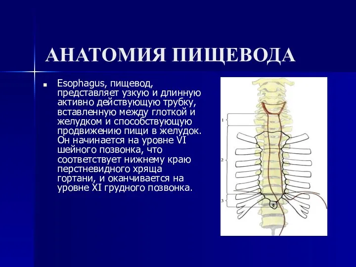 АНАТОМИЯ ПИЩЕВОДА Esophagus, пищевод, представляет узкую и длинную активно действующую