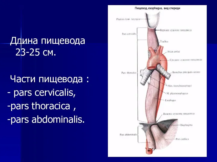 Длина пищевода 23-25 см. Части пищевода : - pars cervicalis, -pars thoracica , -pars abdominalis.