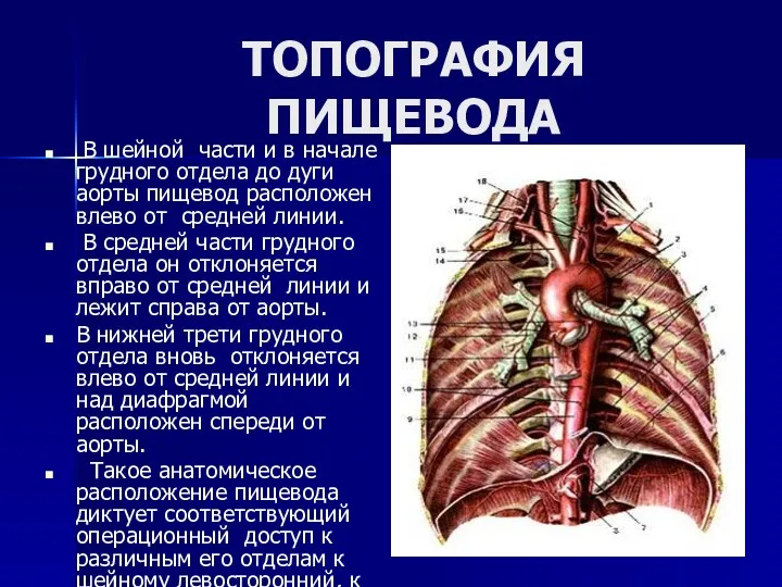 ТОПОГРАФИЯ ПИЩЕВОДА В шейной части и в начале грудного отдела