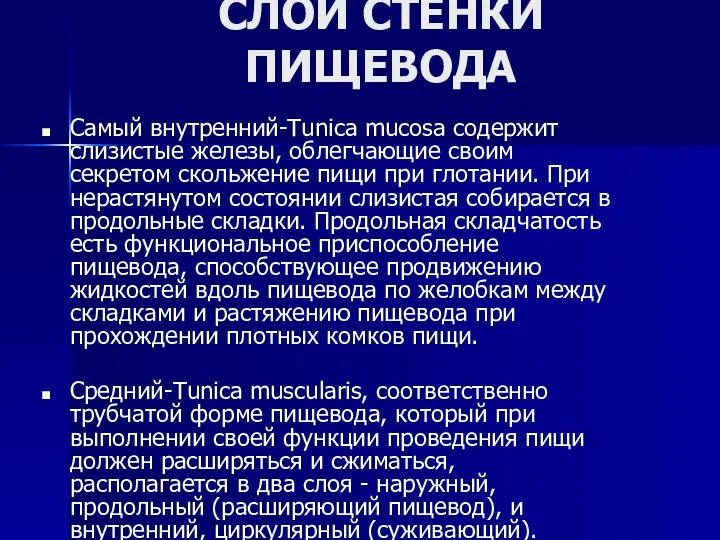 СЛОИ СТЕНКИ ПИЩЕВОДА Самый внутренний-Tunica mucosa содержит слизистые железы, облегчающие