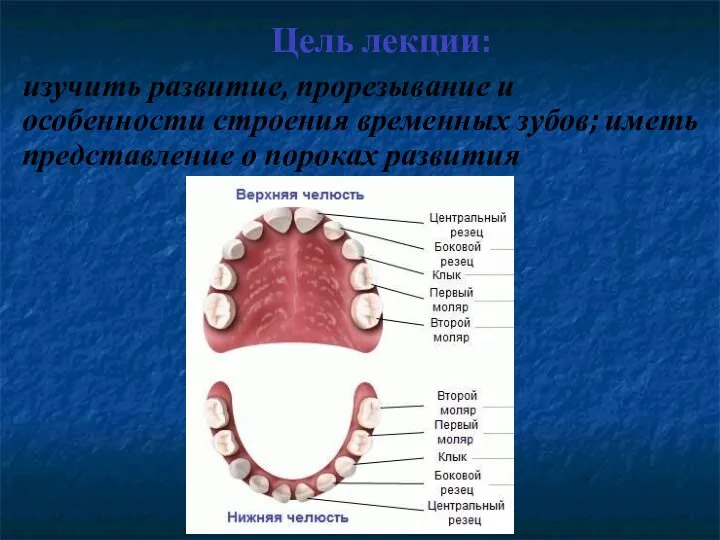 Цель лекции: изучить развитие, прорезывание и особенности строения временных зубов; иметь представление о пороках развития