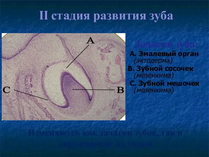 II стадия развития зуба Зачатки зуба: А. Эмалевый орган (эктодерма)