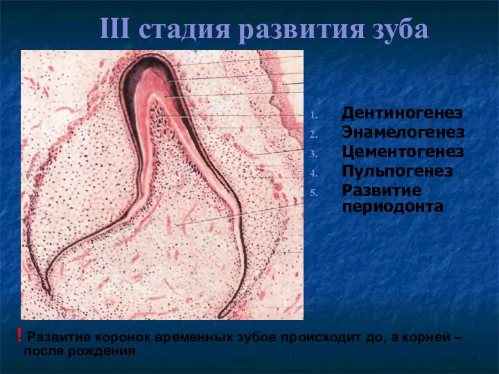 III стадия развития зуба Дентиногенез Энамелогенез Цементогенез Пульпогенез Развитие периодонта ! Развитие коронок