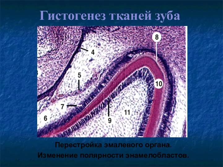 Гистогенез тканей зуба Перестройка эмалевого органа. Изменение полярности энамелобластов.