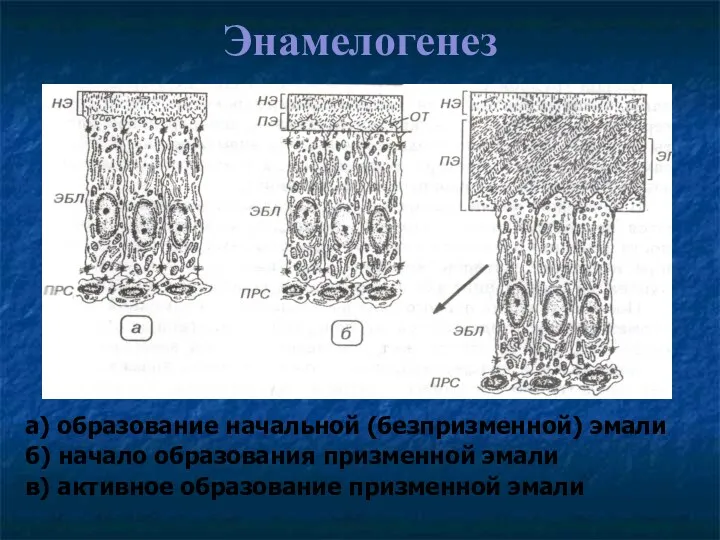 Энамелогенез а) образование начальной (безпризменной) эмали б) начало образования призменной эмали в) активное образование призменной эмали